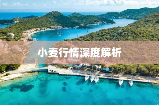 小麦行情深度解析