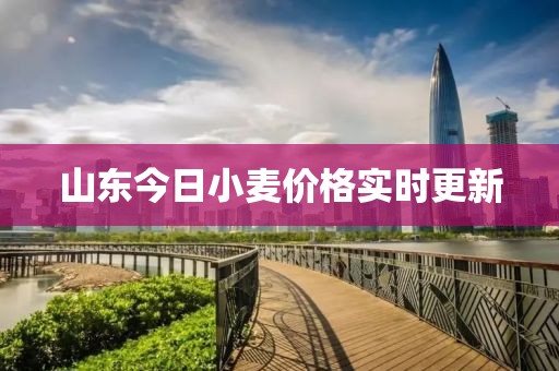 山东今日小麦价格实时更新