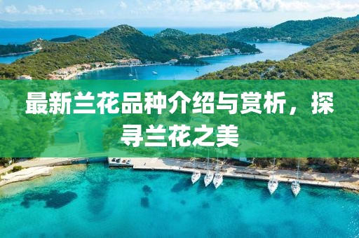 最新兰花品种介绍与赏析，探寻兰花之美