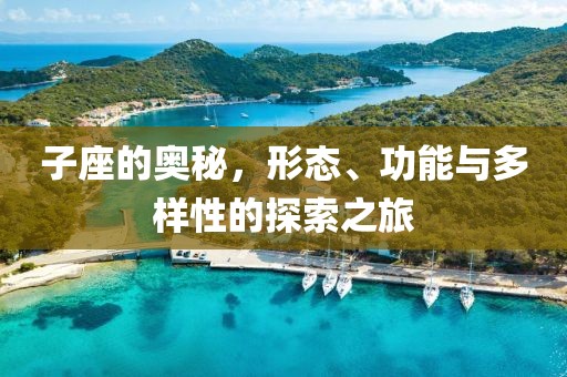 子座的奥秘，形态、功能与多样性的探索之旅