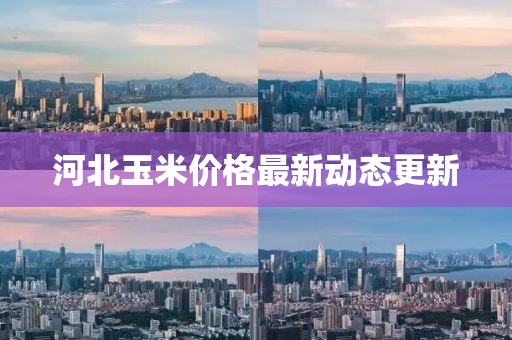 河北玉米价格最新动态更新