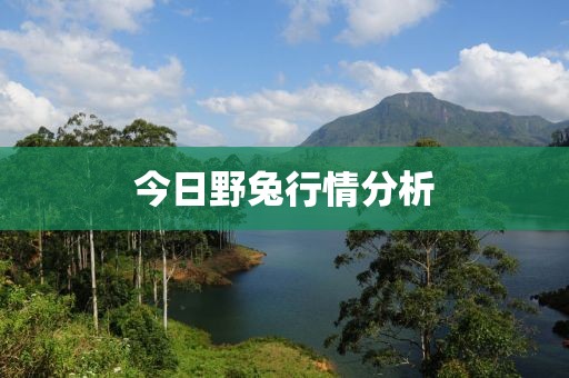 今日野兔行情分析