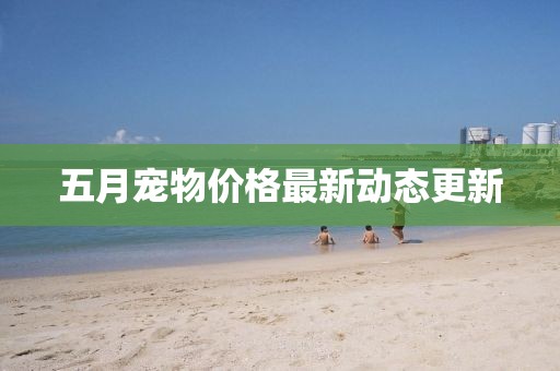 五月宠物价格最新动态更新