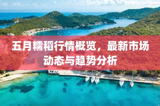五月糯稻行情概览，最新市场动态与趋势分析