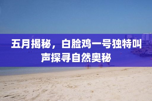 五月揭秘，白脸鸡一号独特叫声探寻自然奥秘