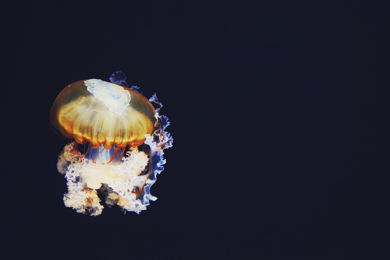 海蜇，海洋瑰宝与餐桌佳肴的魅力展现