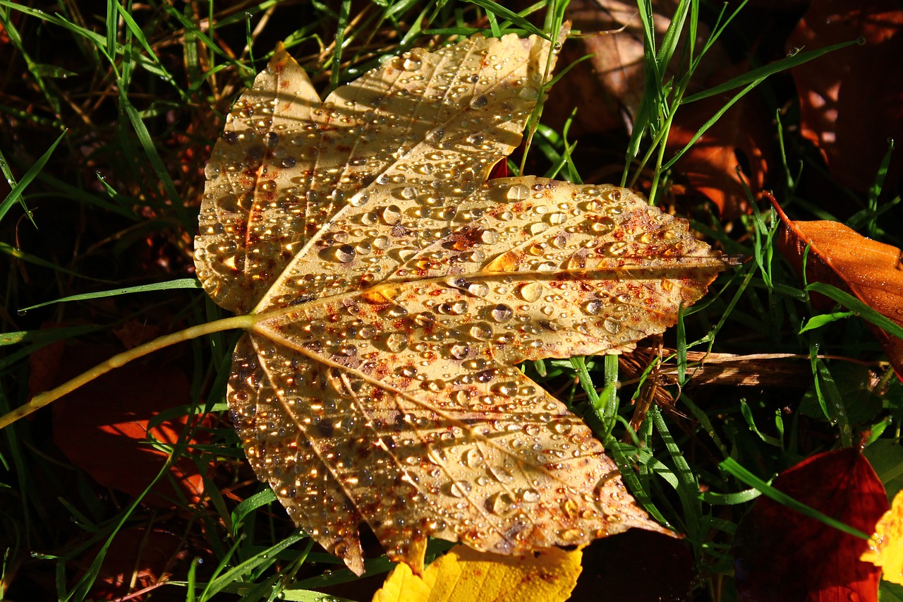白露时节，秋意渐浓的韵味