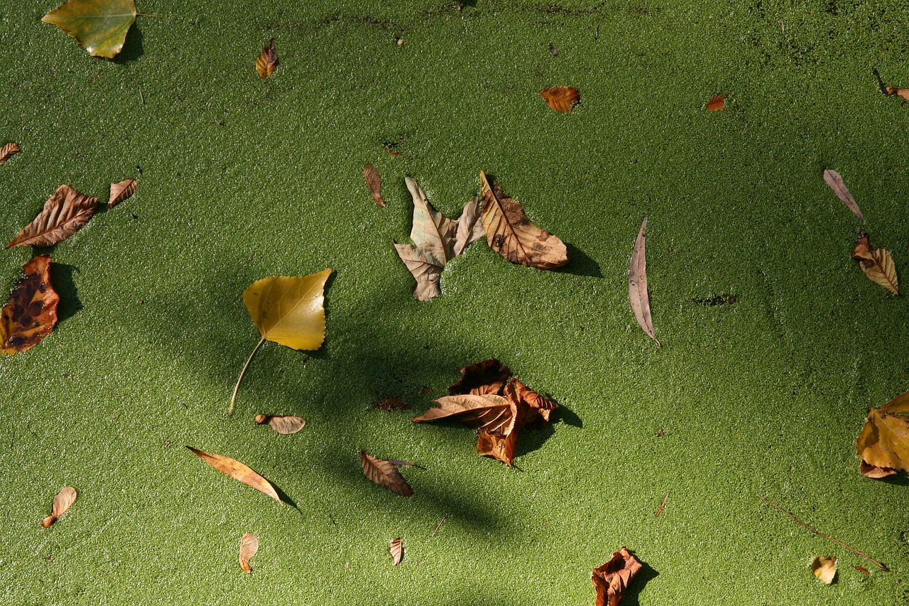 立秋，季节转折与自然的和谐旋律
