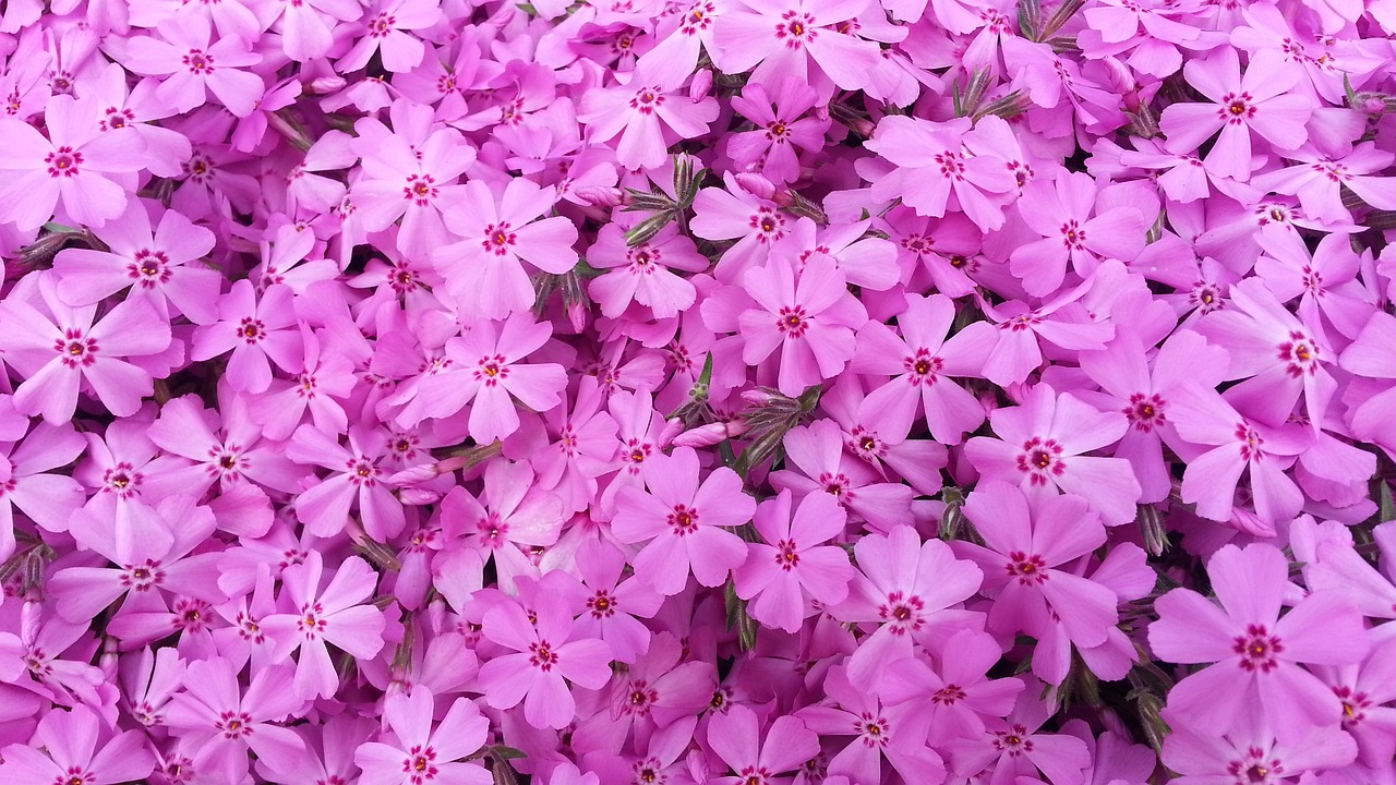 芒种