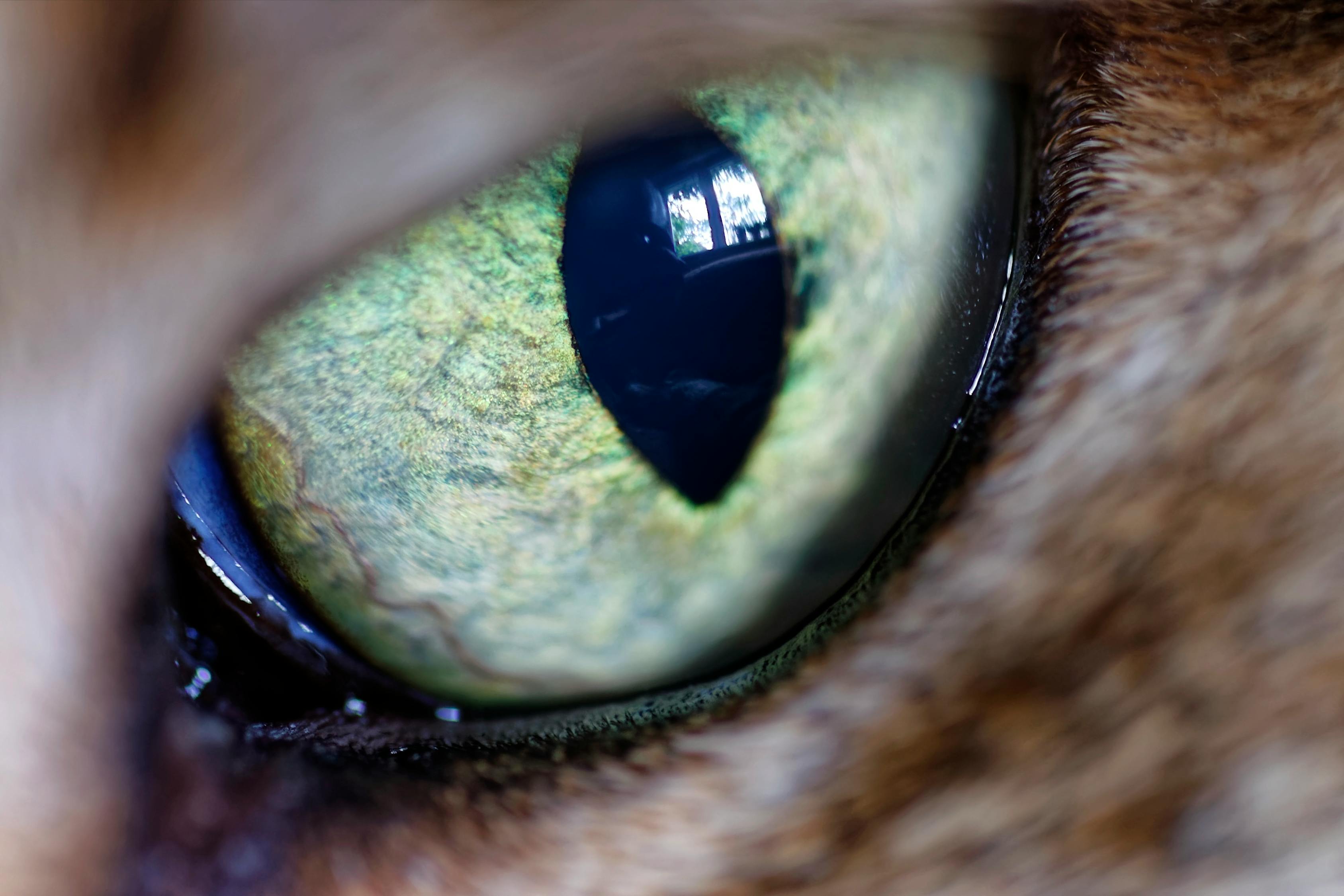 车身猫眼，设计之美与实用功能的融合典范