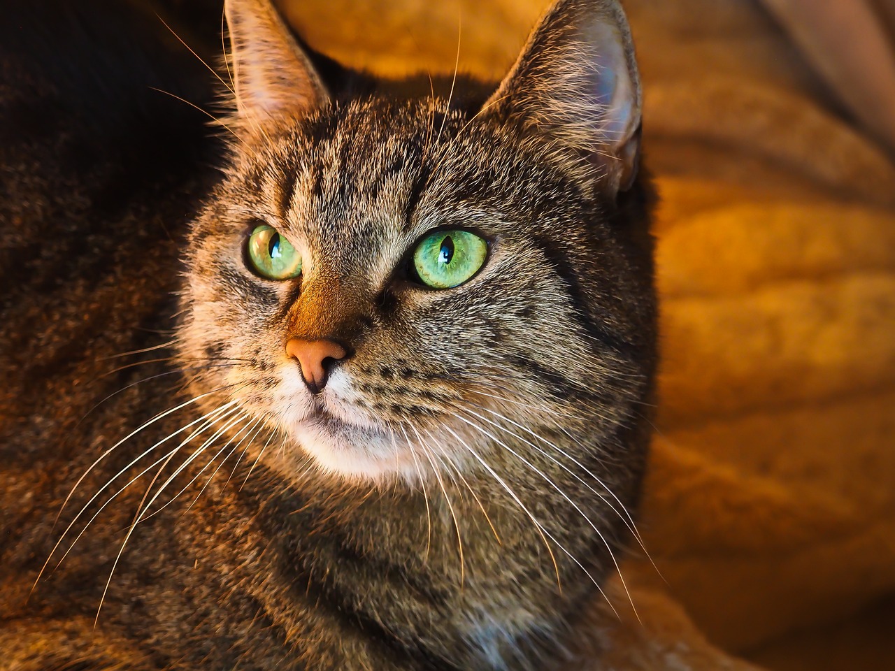 猫咪软件最新版本下载，开启萌宠世界全新篇章的体验