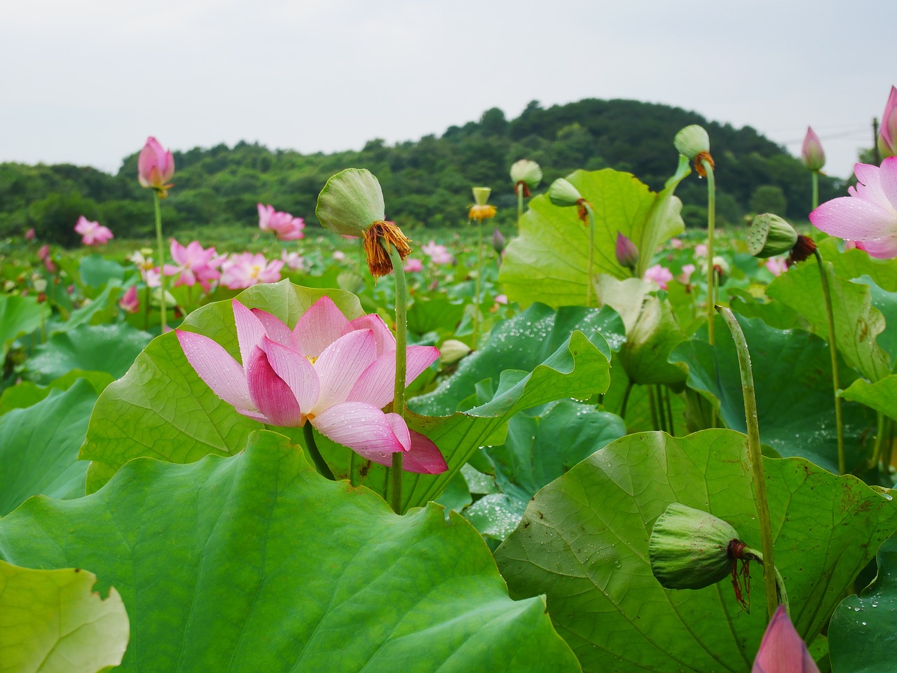 武汉莲蓬最新价格信息