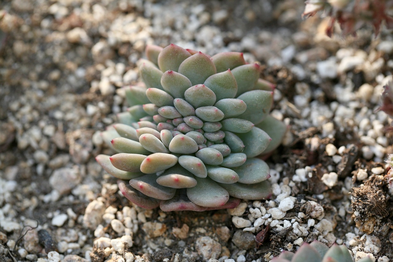 最新多肉植物，自然之美的独特展现
