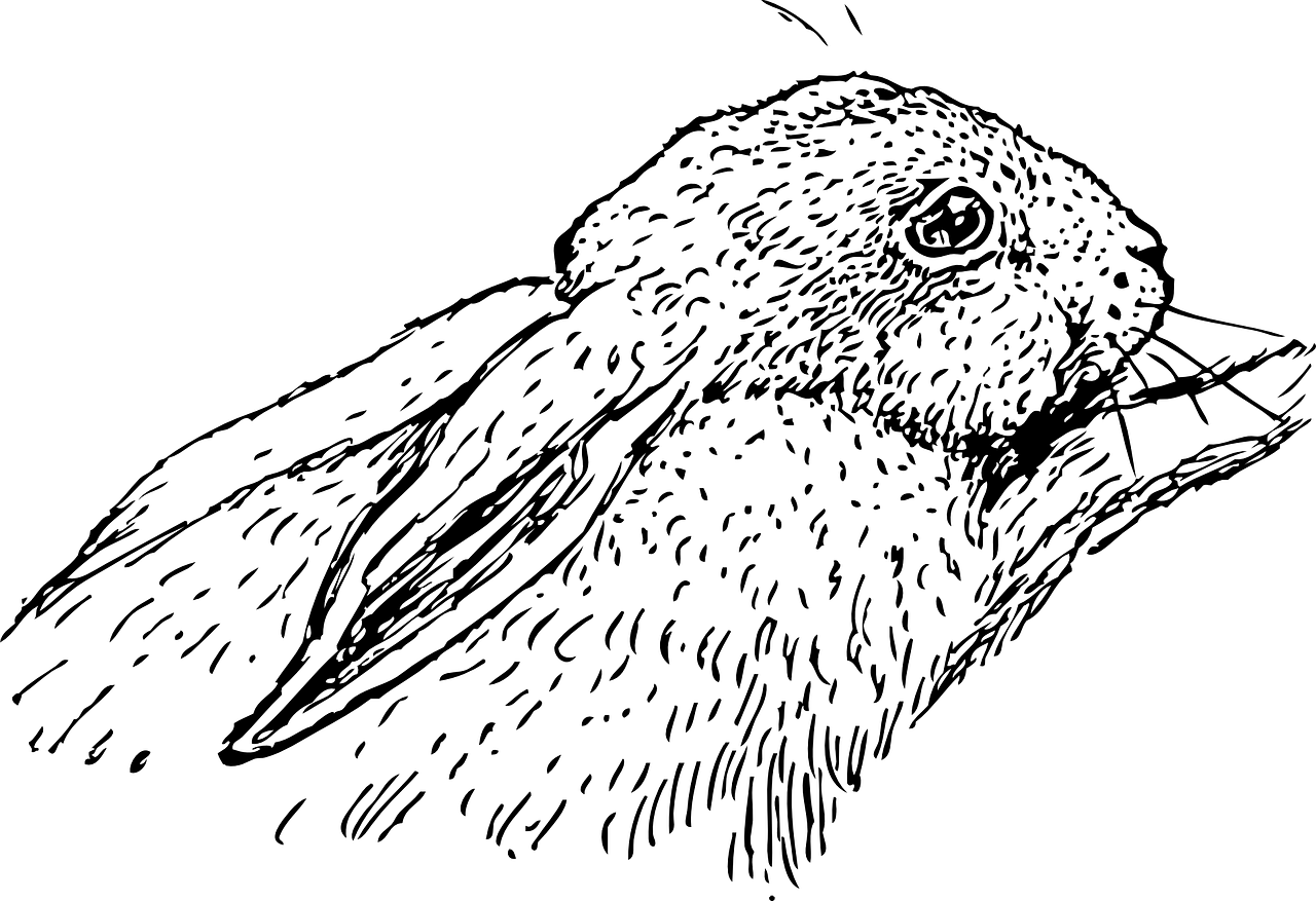最新夜间狗逮兔视频，自然观察与和谐共生的启示