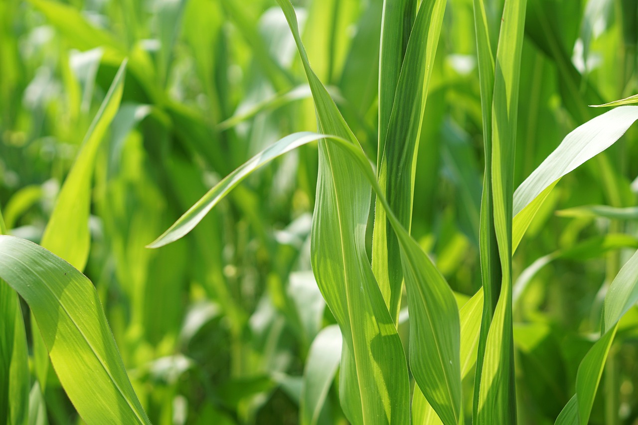 松花菜行情分析