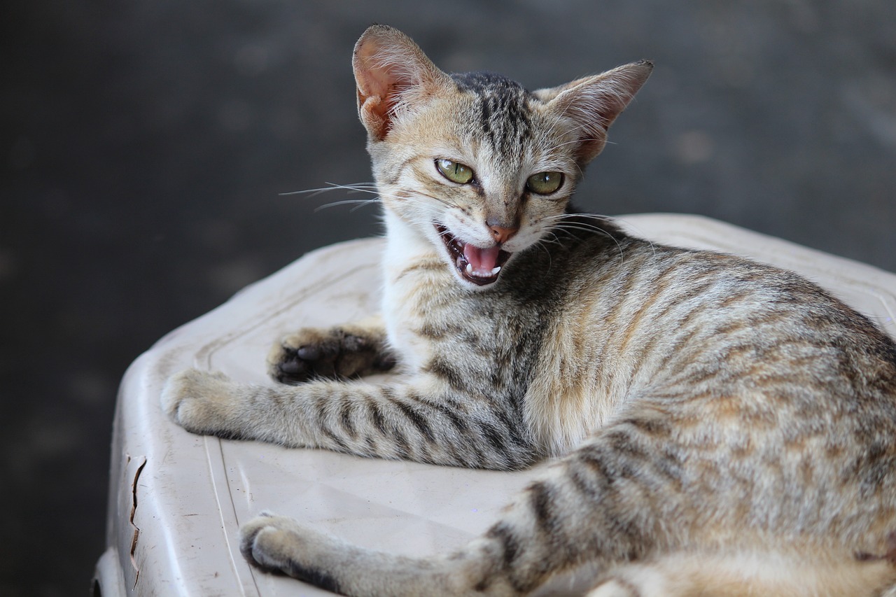 猫咪资讯前沿，最新猫咪资讯报道