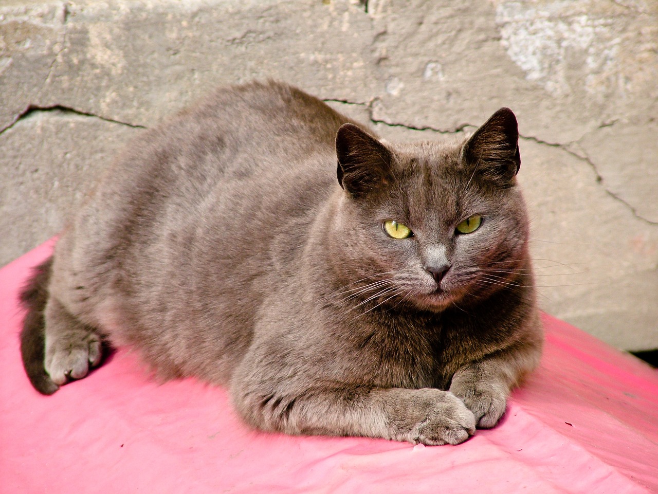 明星宠物猫，聚焦明星们的猫咪伙伴