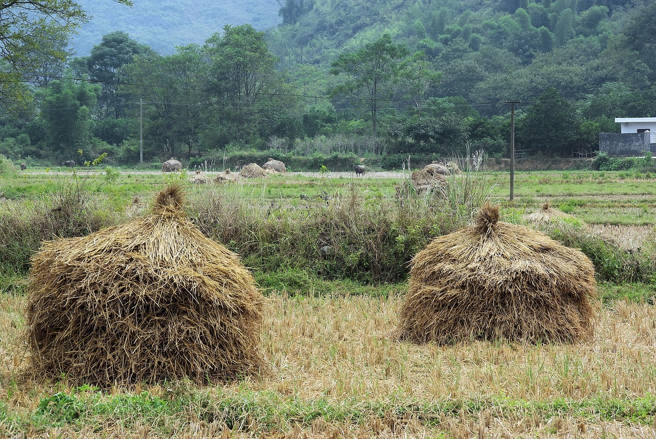 台湾选举最新动态更新