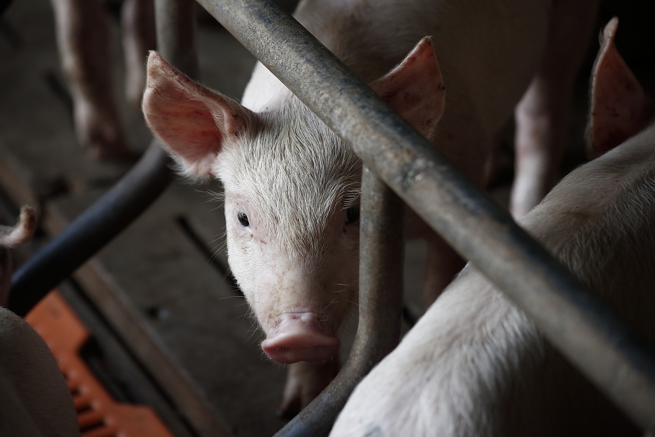 最新猪肉价格动态分析与趋势预测