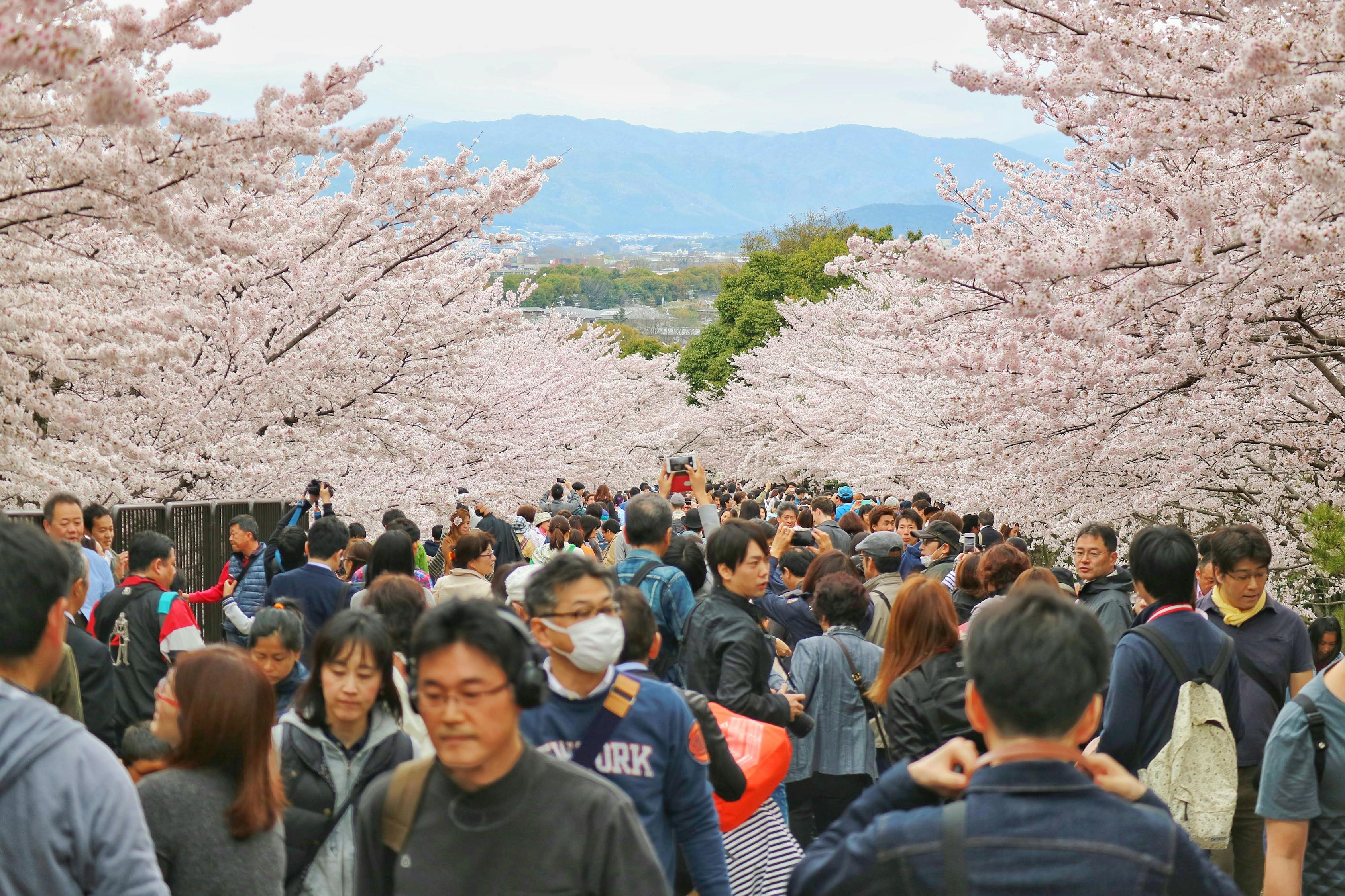 樱花校园模拟器最新版，探索虚拟校园的新篇章旅程