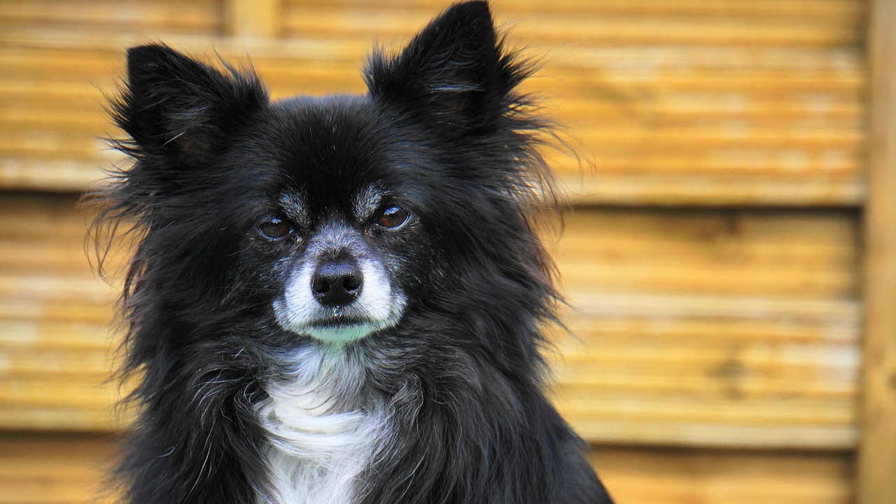 最新幼藏犬，培育与养护的独特魅力探索