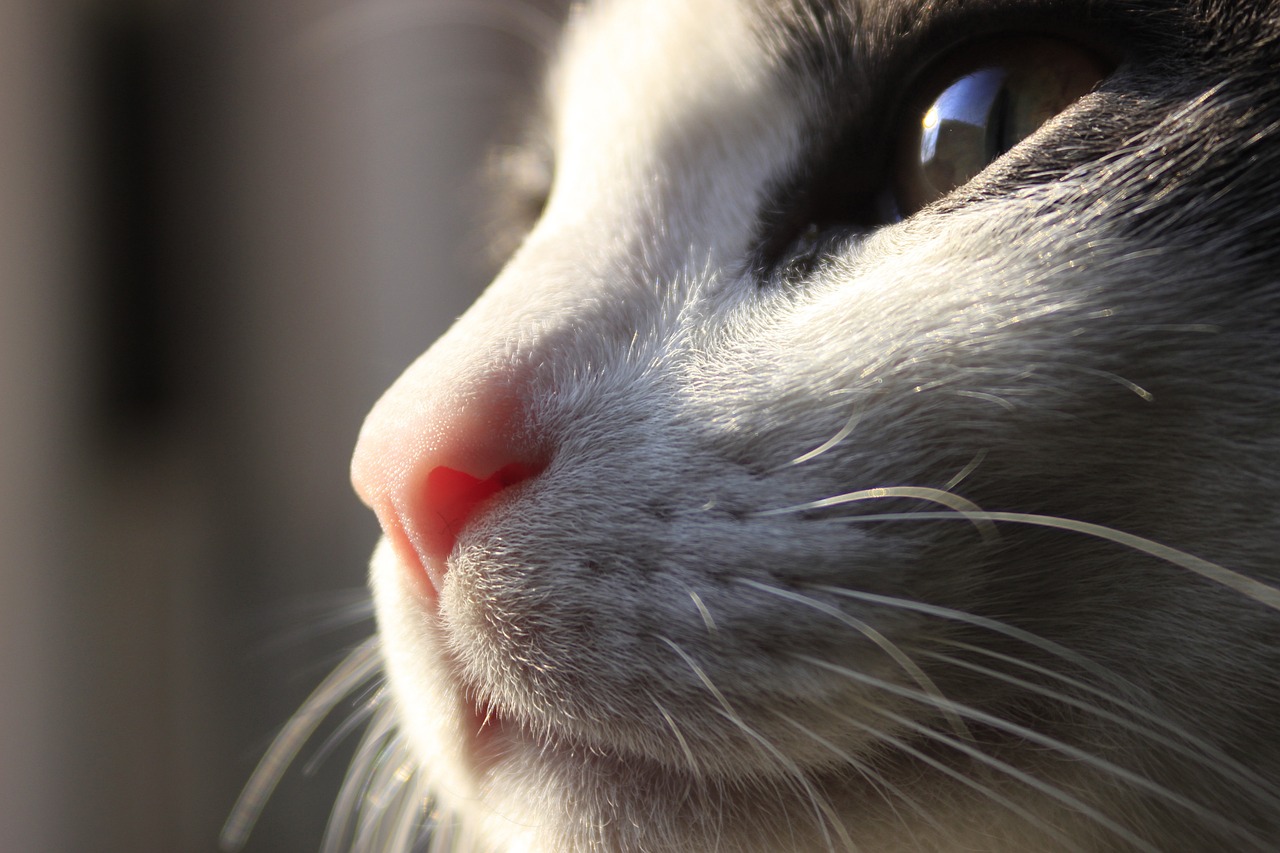 加菲猫新篇，猫的奇妙冒险之旅开启！