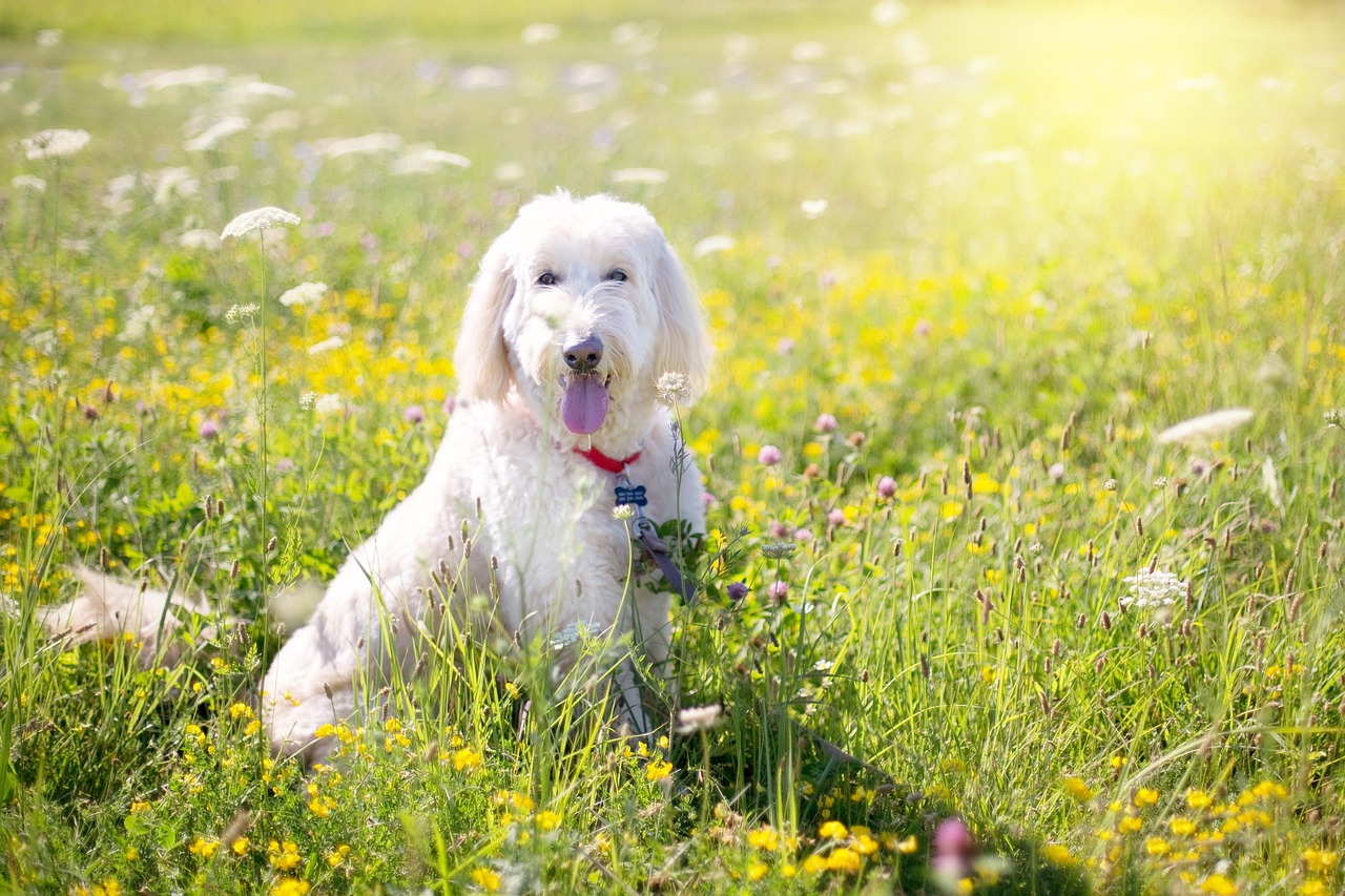 巨型贵宾犬价格深度解析与全面探讨指南